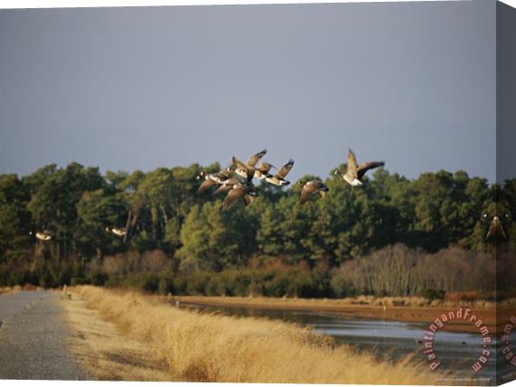 Raymond Gehman Flock of Canada Geese Take Flight From a Marsh Stretched Canvas Painting / Canvas Art