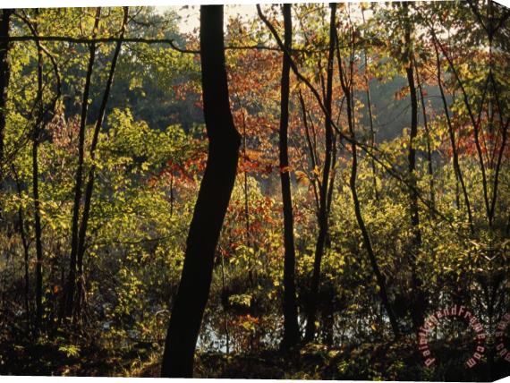 Raymond Gehman Forest of Dogwood And Maple Trees in Autumn Colors Stretched Canvas Print / Canvas Art