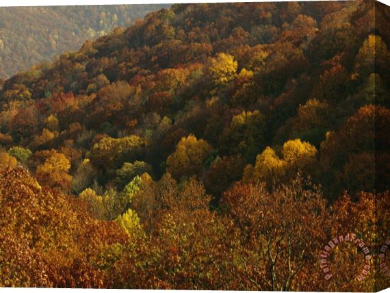 Raymond Gehman Forest Stand of Maples And Oaks in Autumn Hues Stretched Canvas Print / Canvas Art