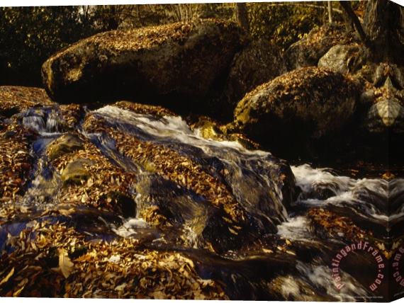 Raymond Gehman Fox Creek And Autumn Leaves in The Jefferson National Forest Stretched Canvas Painting / Canvas Art