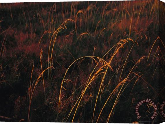Raymond Gehman Grasses Glow Golden in Evening S Light Stretched Canvas Painting / Canvas Art