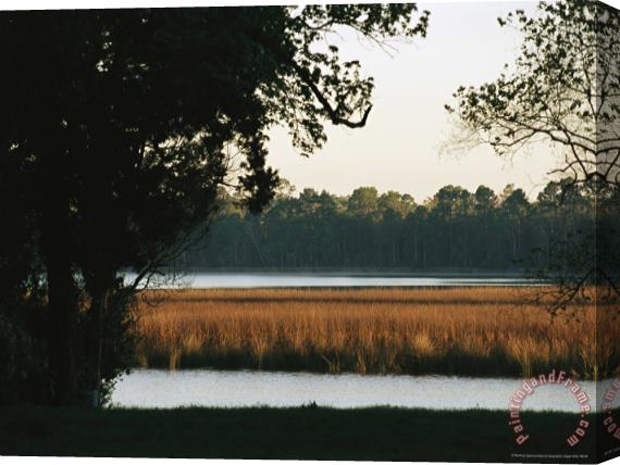 Raymond Gehman Grasses in a Marsh Surrounded by Trees Stretched Canvas Painting / Canvas Art