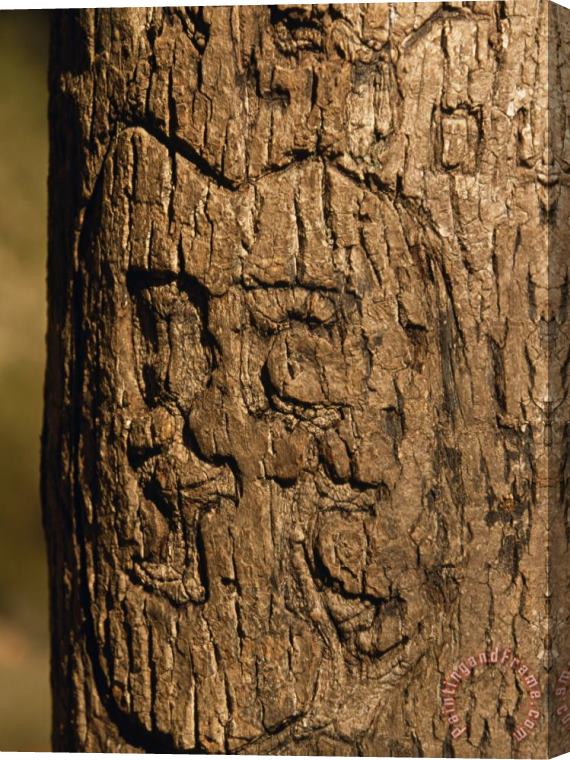 Raymond Gehman Heart And Initials Carved Into The Trunk of a Tree Stretched Canvas Painting / Canvas Art