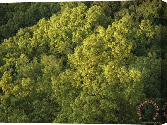 Raymond Gehman Hickory Tree Forest in Late Afternoon Light Stretched Canvas Painting / Canvas Art