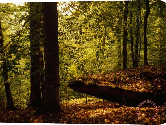 Raymond Gehman Large Stone Slab in a Peaceful Woodland Setting Stretched Canvas Print / Canvas Art