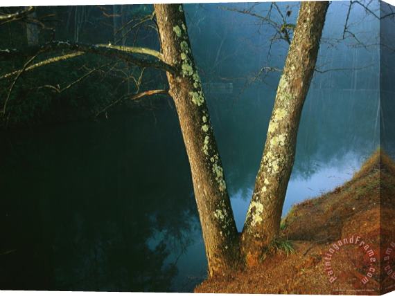 Raymond Gehman Lichen Covered Dogwood Trees on The Banks of Otter Lake Stretched Canvas Painting / Canvas Art