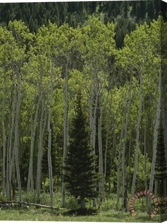Raymond Gehman Lone Evergreen Amongst Aspen Trees with Spring Foliage Stretched Canvas Print / Canvas Art