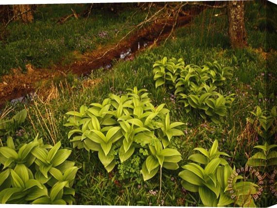 Raymond Gehman Lush Hellebore Plants Growing Near a Small Ditch Stretched Canvas Print / Canvas Art
