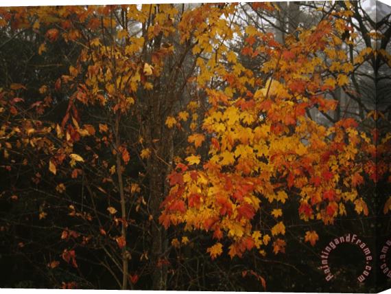 Raymond Gehman Maple Tree with Autumn Colored Leaves in a Foggy Rainy Forest Stretched Canvas Painting / Canvas Art