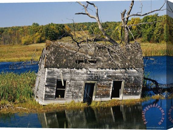 Raymond Gehman Marsh Reclaims an Abandoned Homestead Stretched Canvas Painting / Canvas Art