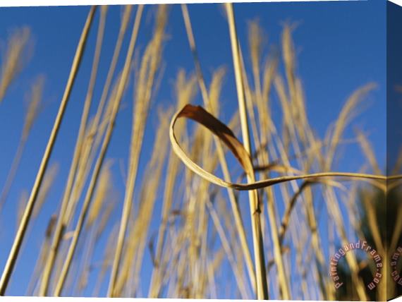 Raymond Gehman Miscanthus Or Chinese Silver Grass Against a Blue Sky Stretched Canvas Print / Canvas Art