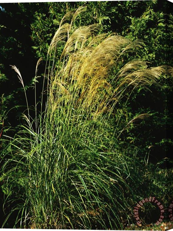 Raymond Gehman Miscanthus Or Chinese Silver Grass Stretched Canvas Painting / Canvas Art