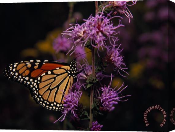 Raymond Gehman Monarch Butterfly Sipping Nectar From Wildflowers Stretched Canvas Print / Canvas Art