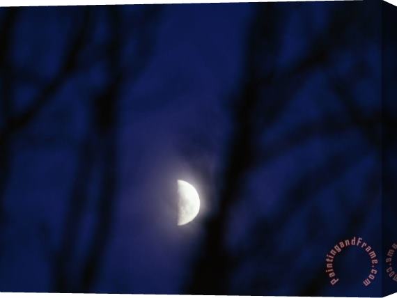 Raymond Gehman Moonrise Through Silhouetted Tree Branches Stretched Canvas Print / Canvas Art