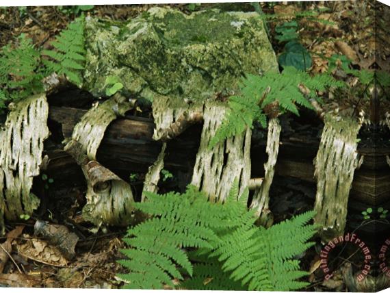 Raymond Gehman Moss Covered Birch Log And Ferns at The Thuya Garden Stretched Canvas Print / Canvas Art