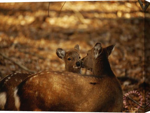 Raymond Gehman Mother And Fawn Sika Deer Stretched Canvas Painting / Canvas Art