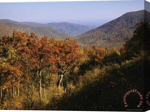 Raymond Gehman Oak Trees on Mountainside at Stony Man Overlook Stretched Canvas Print / Canvas Art
