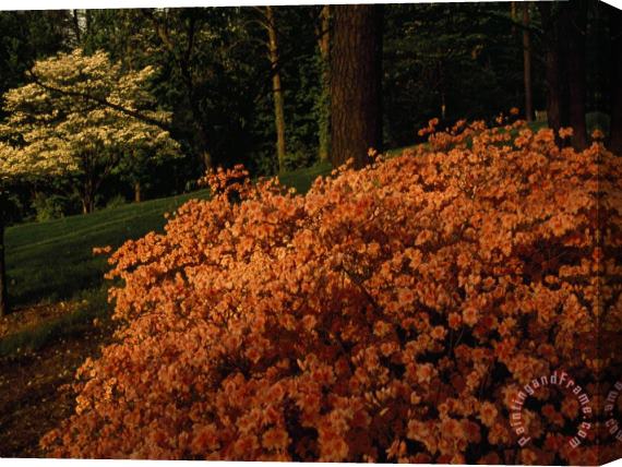 Raymond Gehman Pink Azalea And Dogwood Tree in Bloom in a Wooded Setting Stretched Canvas Print / Canvas Art