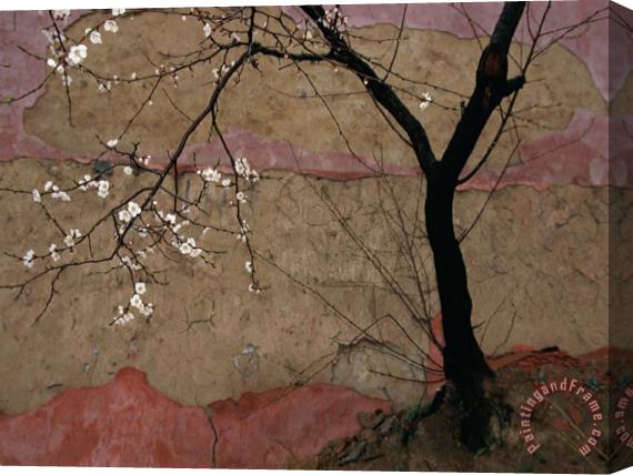 Raymond Gehman Plum Tree Against a Colorful Temple Wall Stretched Canvas Painting / Canvas Art