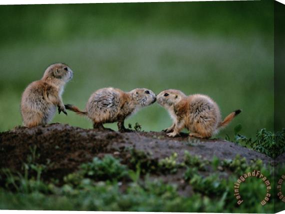 Raymond Gehman Prairie Dogs Touch Noses in a Possible Prelude to Kin Recognition Stretched Canvas Print / Canvas Art