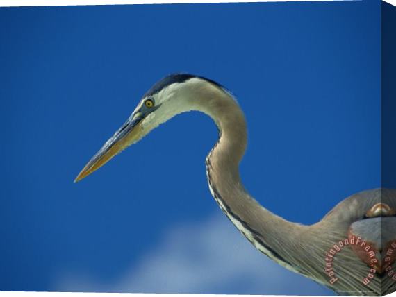 Raymond Gehman Profile View of a Great Blue Heron Stretched Canvas Print / Canvas Art