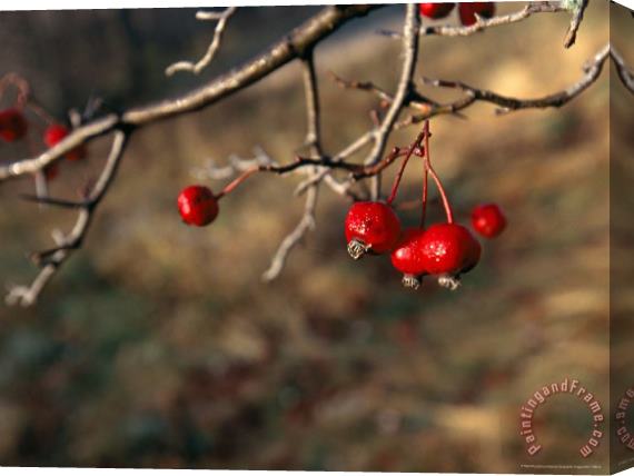 Raymond Gehman Red Fruit on The Tips of Leafless Serviceberry Branches Stretched Canvas Print / Canvas Art