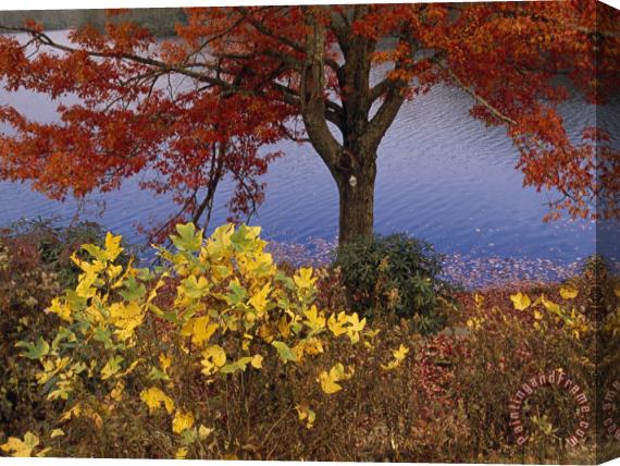 Raymond Gehman Red Maple Tree And Sycamore Sapling at Lake S Edge Stretched Canvas Painting / Canvas Art