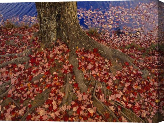 Raymond Gehman Red Maple Tree Leaves Litter The Ground at The Base of The Tree Stretched Canvas Painting / Canvas Art