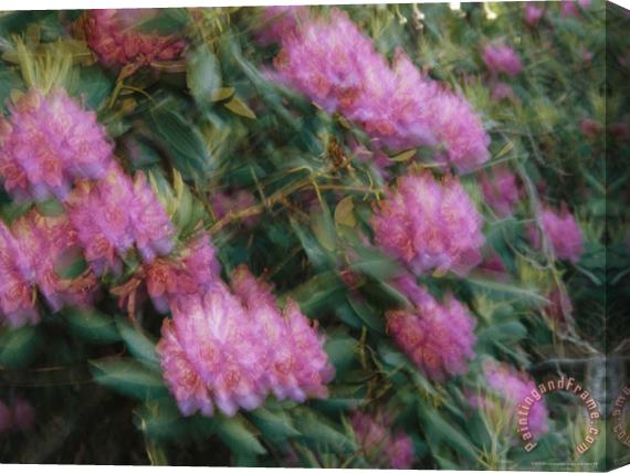 Raymond Gehman Rhododendron Blossoms Swaying in a Breeze Stretched Canvas Painting / Canvas Art