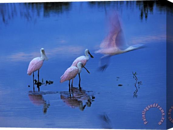 Raymond Gehman Roseate Spoonbills Line Up to Take Flight From Twilight Waters Stretched Canvas Painting / Canvas Art