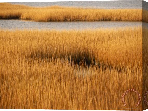 Raymond Gehman Salt Marsh with Cordgrass at Toms Cove on The Atlantic Ocean Stretched Canvas Painting / Canvas Art