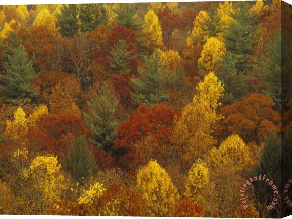 Raymond Gehman Scenic Mountain Forest in Rich Autumn Colors Stretched Canvas Painting / Canvas Art