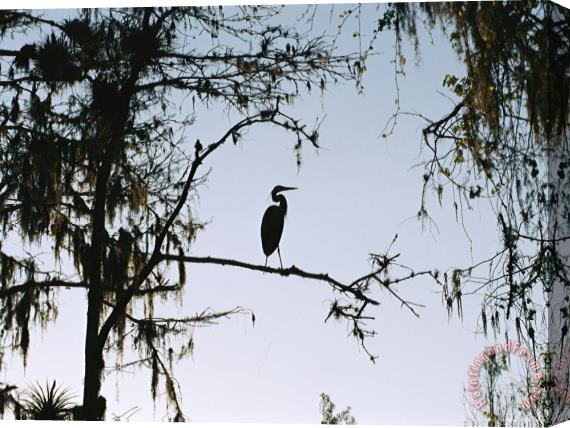 Raymond Gehman Silhouetted Great Blue Heron in a Spanish Moss Draped Cypress Tree Stretched Canvas Painting / Canvas Art
