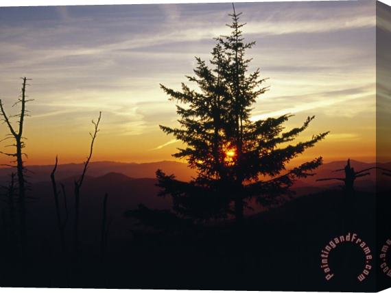 Raymond Gehman Silhouetted Red Spruce at Sunset Atop Clingman S Dome Stretched Canvas Print / Canvas Art