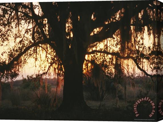 Raymond Gehman Spanish Moss Draped Silhouetted Oak Tree at Twilight Stretched Canvas Print / Canvas Art