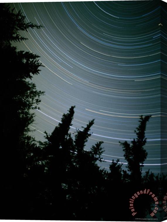Raymond Gehman Star Streaks Above Silhouetted Trees Stretched Canvas Print / Canvas Art