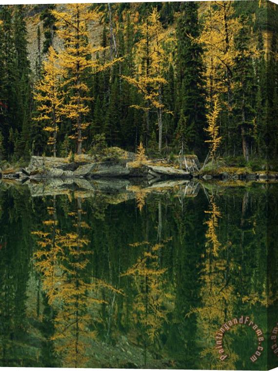 Raymond Gehman Subalpine Larches Displaying Fall Colors Are Reflected in Mary Lake Stretched Canvas Print / Canvas Art