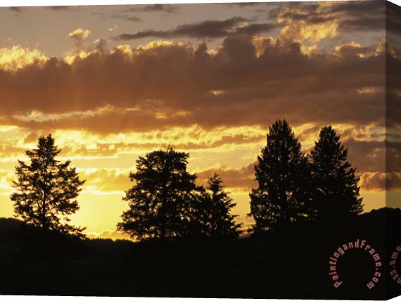 Raymond Gehman Sunset Over Lamar Valley with Silhouetted Evergreens Stretched Canvas Print / Canvas Art