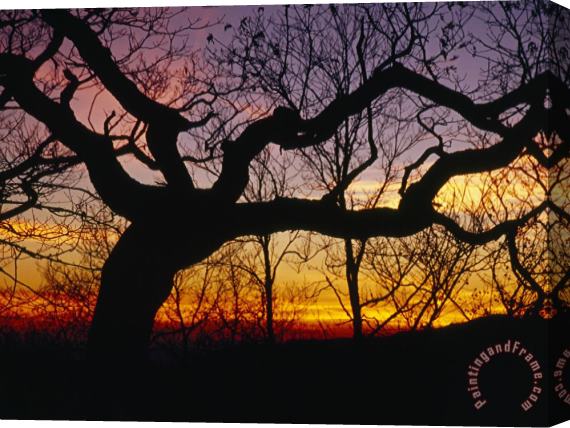 Raymond Gehman Sunset Through Silhouetted Oak Trees Stretched Canvas Print / Canvas Art