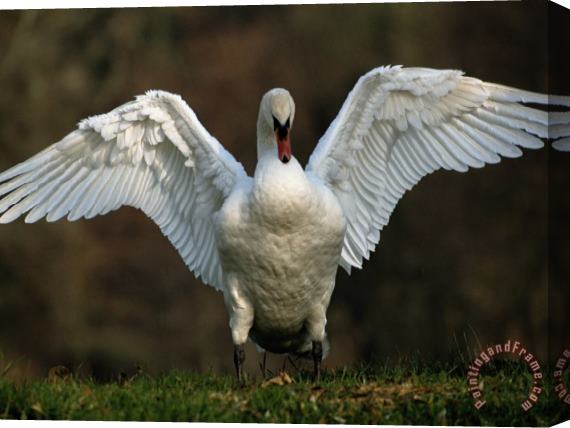 Raymond Gehman Swan with Its Wings Spread Stretched Canvas Print / Canvas Art