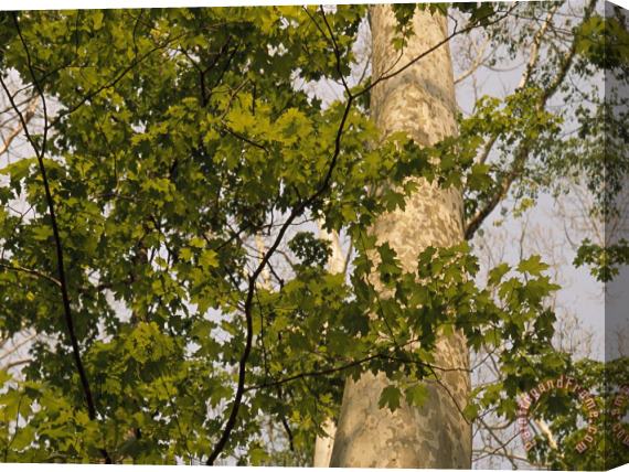 Raymond Gehman Sycamore Tree Branches And Tall Tree Trunk Stretched Canvas Print / Canvas Art