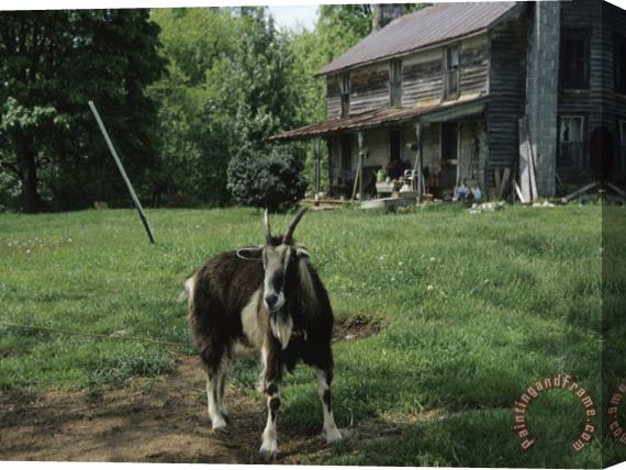 Raymond Gehman Tethered Goat Near an Old Homestead on a Farm Stretched Canvas Print / Canvas Art