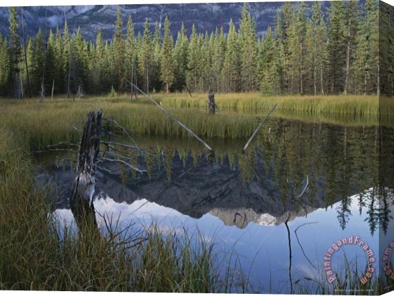 Raymond Gehman The Sawback Range Is Reflected in Marshland Near The Bow River Stretched Canvas Print / Canvas Art