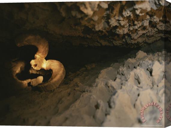 Raymond Gehman The Skull of a Dall S Sheep Wedged in an Igloo Cave Crevice Stretched Canvas Print / Canvas Art