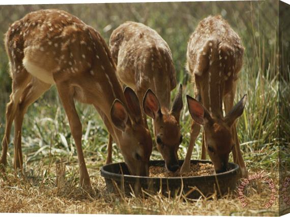 Raymond Gehman Three White Tailed Deer Fawns Odocoileus Virginianus Eat From a Bowl of Grain Stretched Canvas Painting / Canvas Art