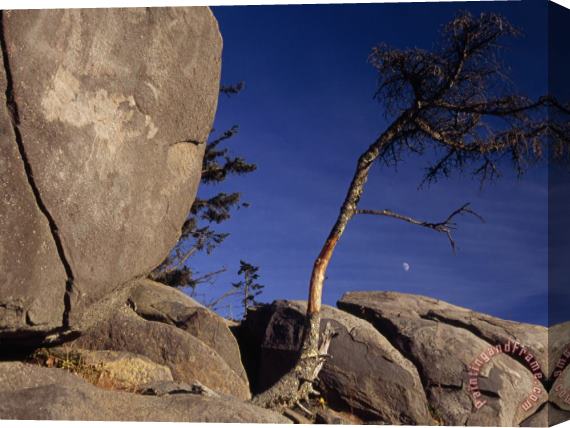 Raymond Gehman Tree Growing Among Boulders And Rock Formations Stretched Canvas Print / Canvas Art