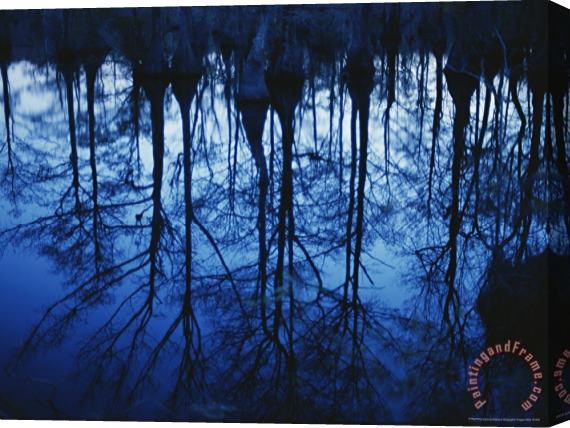 Raymond Gehman Twilight View of Bald Cypress Trees Reflected on Water Stretched Canvas Painting / Canvas Art