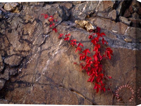 Raymond Gehman Virginia Creeper in Bright Fall Red Colors Growing on a Boulder Stretched Canvas Painting / Canvas Art