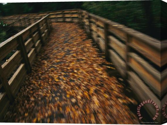 Raymond Gehman Walkway to The Pier at Lake Waccamaw with Golden Autumn Leaves Near Lake Waccamaw Stretched Canvas Print / Canvas Art