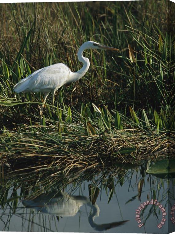 Raymond Gehman White Great Blue Heron in Pickerel Weeds And Marsh Reeds Stretched Canvas Painting / Canvas Art